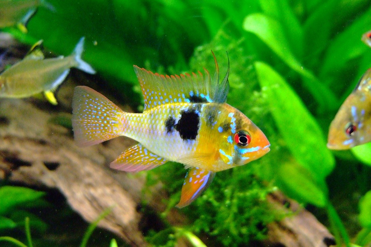 Photo of Butterfly Cichlid